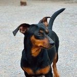 목소리를 잃어버린 <b>단비</b>