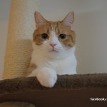 [유봉이네] 묘생 뭐 있어~(유봉이네)