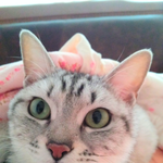 [냥냥] 우리집고양이 짤모음