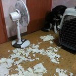 [라테ㅎㅎ] 말라뮤트라테입니다 드디어 32kg ㅎㅎ