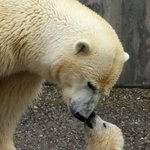 모성애가 느껴지는 <b>동물</b> 사진들