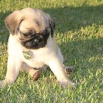 [퍼그<b>심바</b>] <b>심바</b>는 피곤해