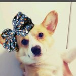 [<b>도도</b>코기] <b>도도</b>한 웰시코기 아인