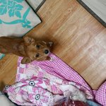 강아지 <b>종류</b>가뭘까요ㅠㅠ?