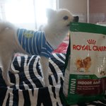 이번에 <b>사료</b> 로얄캐닌으로 갈아탔는데,