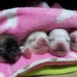 " 상위1%견의 4 마리 <b>꼬물</b>이들 ^_^