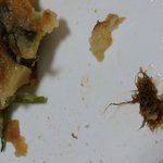 [댓글부탁] 길거리에서 파는 전에서 이상한게 나왔어요