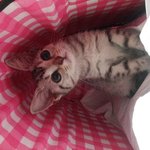 [내사랑야옹] 첫 애묘 <b>아메</b>숑아깽이 귤이에요~