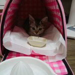 [내사랑야옹] 첫반려 <b>미묘</b> 귤이 왔어요~