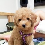 [후치] 싱가폴사는 거대<b>토이</b>푸들 후치 (4)