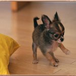 태아보험 온라인으로 가입하고 태아보험사은품 받자