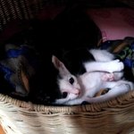 <b>화단</b>에서 업어온 냥이2