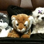 우리 강아지사진 자랑하고, 니콘 카메라 받아가세요!