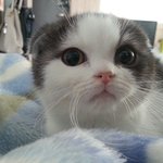 [고양이] 스코티쉬<b>폴드</b>