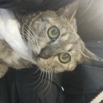 (추가) 탈장걸린 길고양이를 구조했어요..