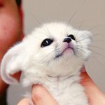 [시우민] 시우민 <b>사막</b>여우닮은짤