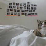 [묘한라이프] 먼치킨고양이) <b>세모</b>의 첫사랑이야기