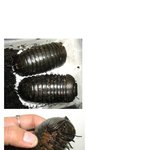 [<b>작두</b>] 우리나라와 비교가 안되는 아프리카 콩벌레