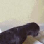 귀여운 애완동물들의 계단 이용 방법.<b>gif</b>