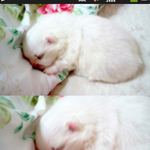 [아롱] [아롱]사람인척 하는 아롱이 2탄