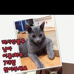 지하철 2호선에서 잃어버린 제 <b>반려묘</b>를 찾습니다 여러분제발도와주세요...