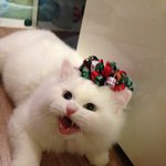 [대두고양이] 귀요미 대두 포키!!