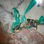 압구정 현대아파트의 고양이학대사건.굶겨죽여야 하는 길고양이?