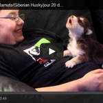 귀욤 터지는 아기 허스키!