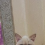 <b>사료</b> 편식 냥이때문에 이번에 <b>사료</b> 로얄캐닌으로  갈아 탔네요