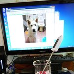 [허스키<b>심바</b>] 방긋돌이 <b>심바</b> 산책기