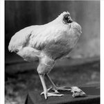 [<b>작두</b>] 머리없이 1년을 생존한 닭