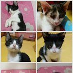 이쁜아이들의가족찾습니다..ㅠ