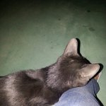 자동차에서 잠을 자는 고양이 레오, 세상 어디에도 없는 착한 고양이...