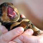 우는 모습도 귀여운 <b>아기동물</b>