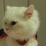 [머리큰고양이] <b>대두</b> 포키 안티사진 방출!!!!!