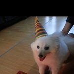 우리 곁에 온 천사 <b>토리</b>몬 - 2탄 (스피츠입니당)