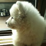 [레이] 사모예드 레이 - 산책할까?