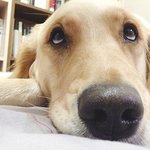 골든리트리버 개보리의 표정 4종세트 ~ ㅎㅎ