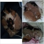 [냥특수부대] 둥이이야기 1탄 버려진아기고양이