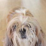 [개냥하우스] [개냥이판] 십오냥 하나견의 일상