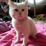 [<b>대두</b>고양이] 두발로 걷는 <b>대두</b>고양이