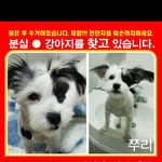 [부산] 잃어버린 강아지를 찾습니다ㅠ
