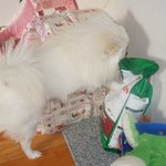 우리피치가 가장좋아하는 건 <b>로얄</b>캐닌 ㅋㅋㅋㅋ