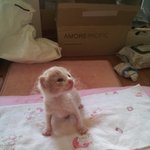 [냥특수<b>부대</b>] 둥이이야기 2탄 눈뜬 둥이의 시골 구경