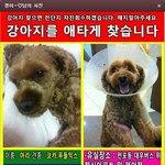 [유기견사랑] 부산사시는분 우리 <b>아리</b>좀 찾아주세요 ㅠㅠ