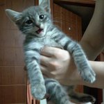 [고양이] 소심하지만 호불호가 강한 코비