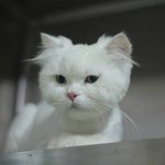 [안젤라] 학대받은 흔적이 <b>선명</b>한 펠샨남아 푸딩이~