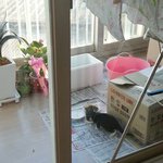 [분양] 아기 고양이 가족이 되어 주실분~