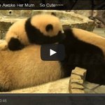 [귀<b>염주</b>의] 아기 팬더의 엄마 깨우기