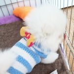 [수면 <b>양말</b>로 강아지 옷 만들기] 보고 따라했다가..,